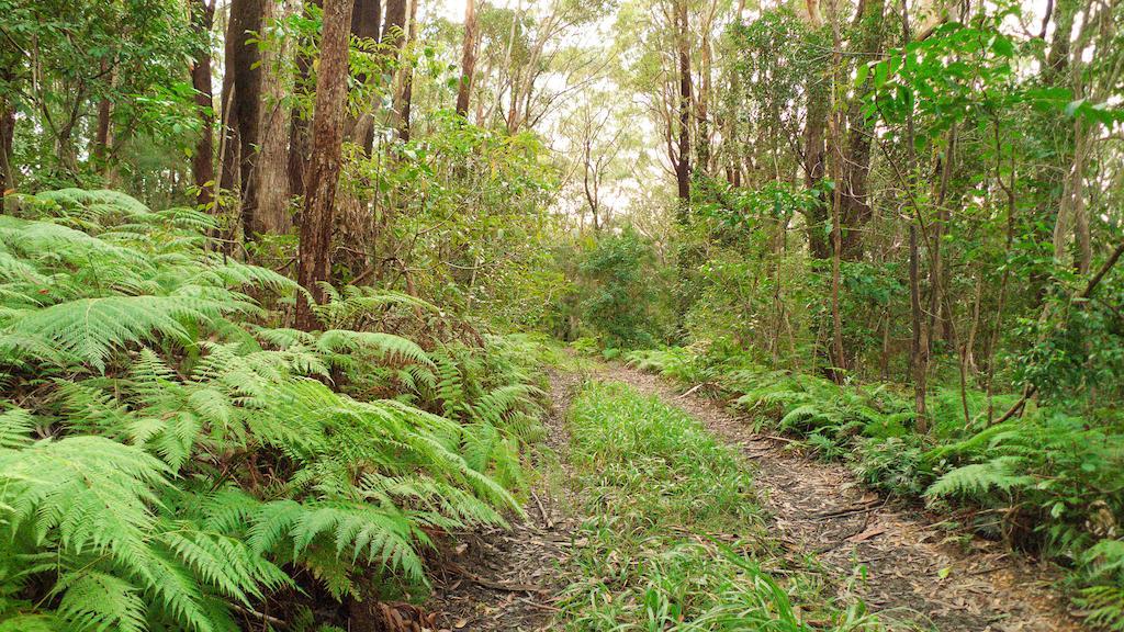 Bed and Breakfast Abelia House Byron Bay Exterior foto