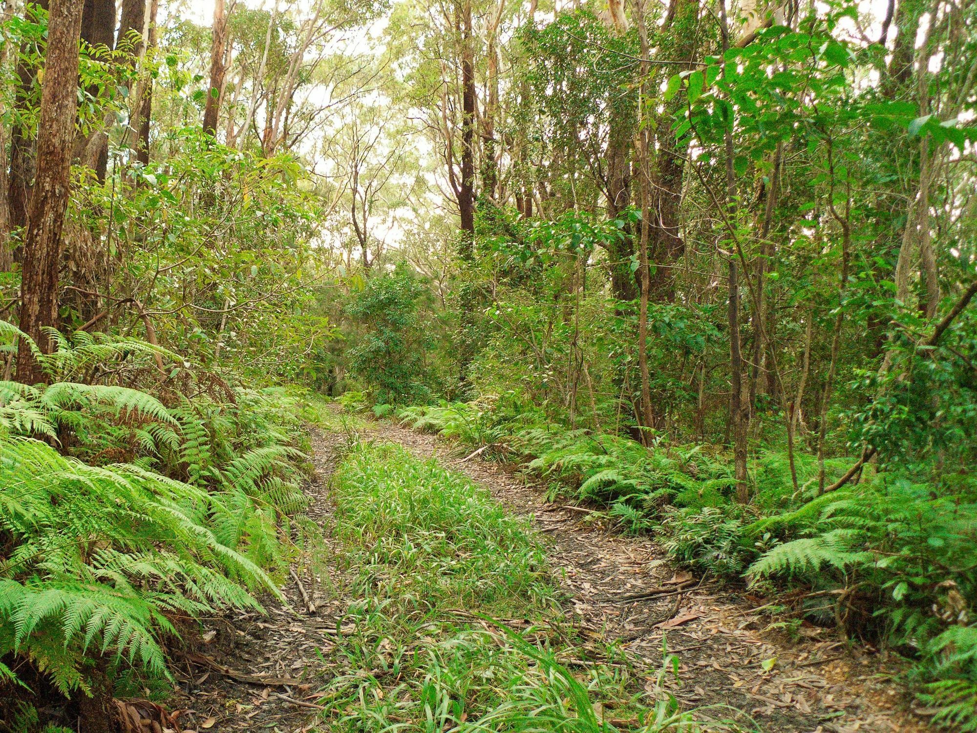 Bed and Breakfast Abelia House Byron Bay Exterior foto
