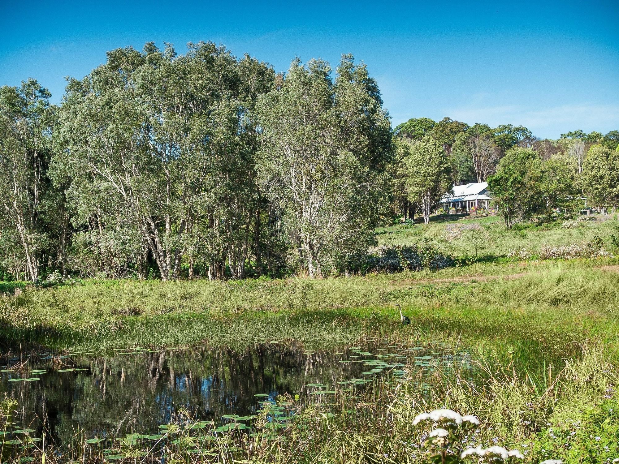 Bed and Breakfast Abelia House Byron Bay Exterior foto